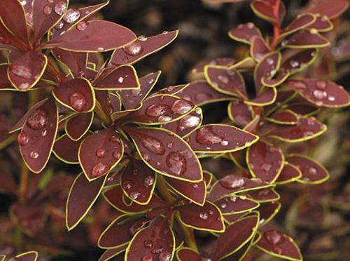Berberis thunbergii 'Golden Ring' 